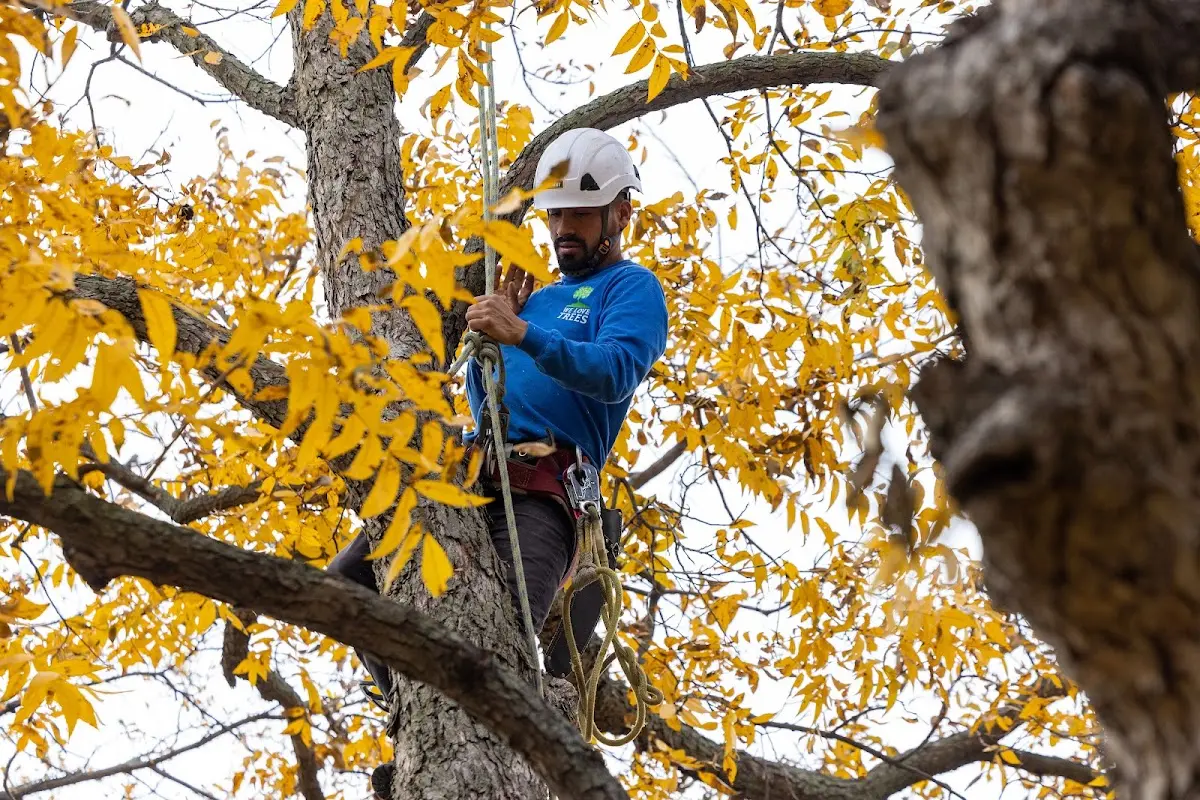 Skilled Tree Planting crew working in Center